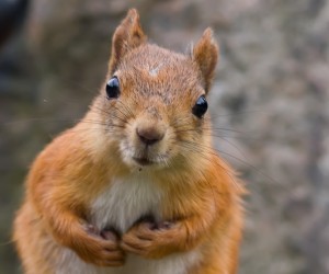 Attentive squirrel