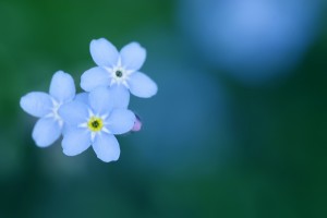 Forget me not flowers