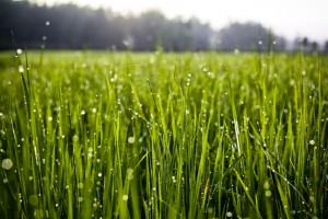 Like perfect dew drops on grass