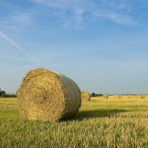 A similar view to the fields outside of mum's house